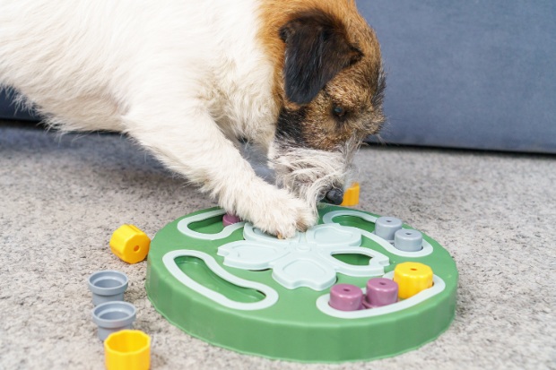A dog plays with an interactive educational toy feeder