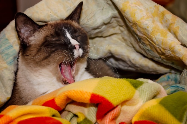 A siamese cat yawns. as she lays in bed.