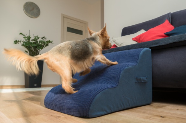 A dog climbs blue pet steps.