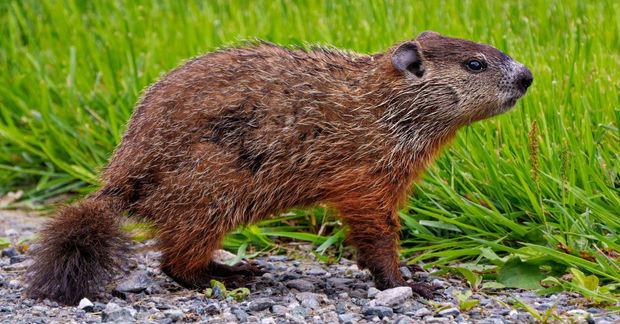 Groundhogs