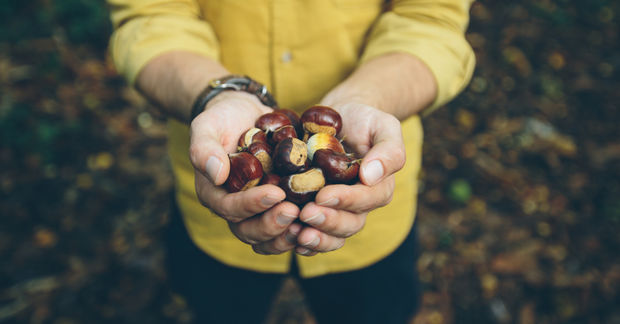 Foraged